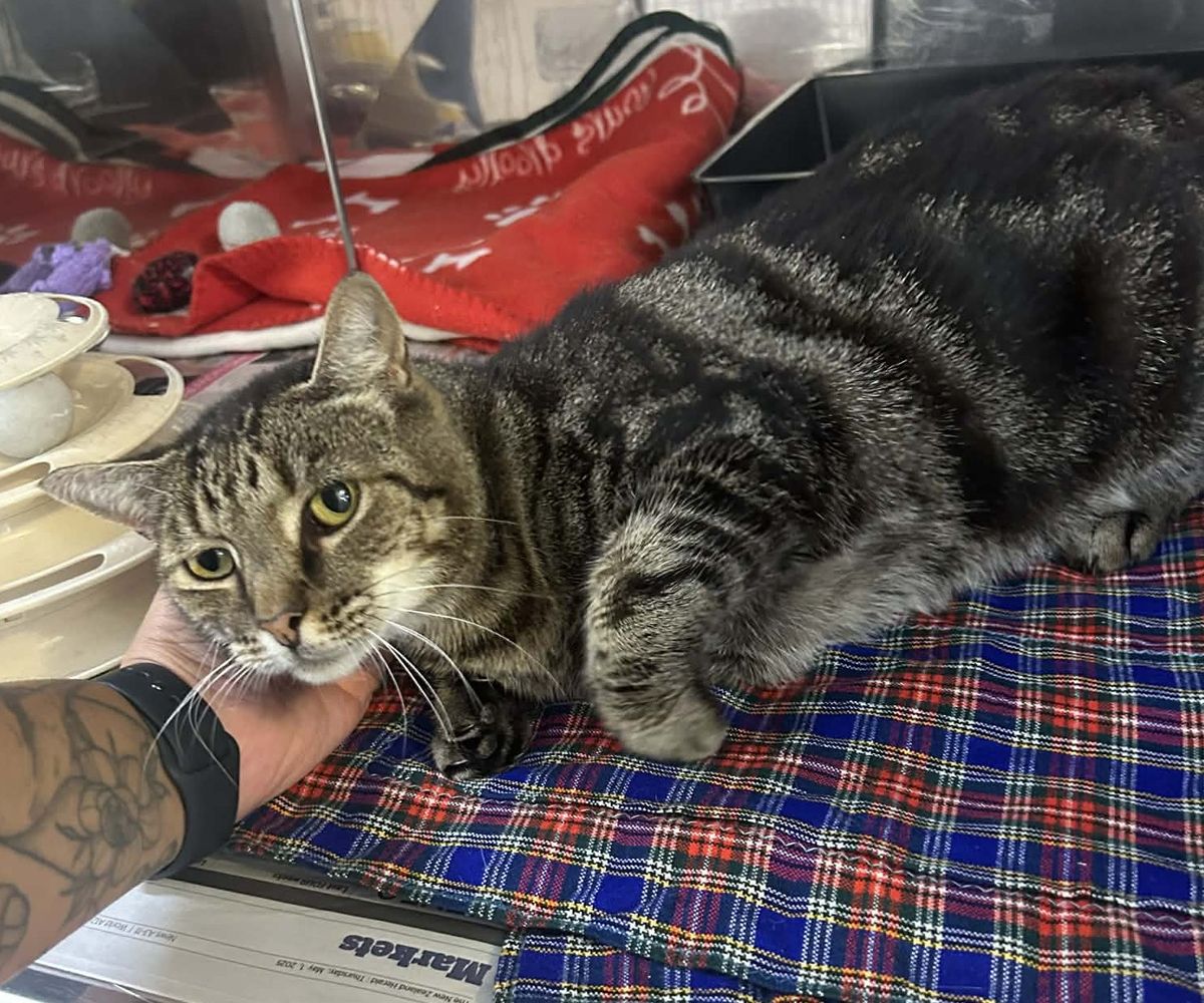 Gallery image: Bobble