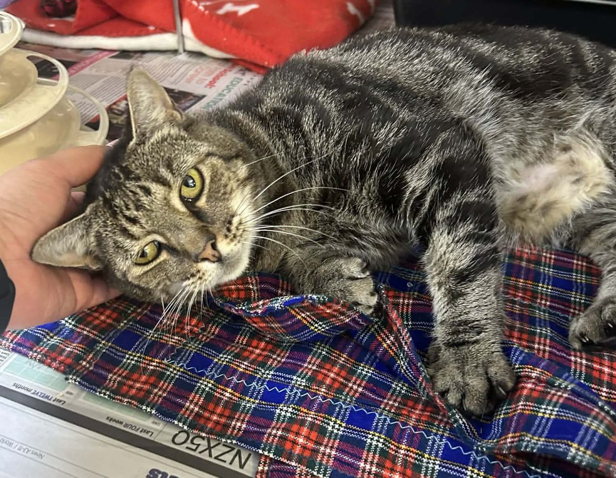 Gallery image: Bobble