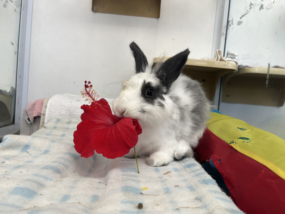 Gallery image: McMuffin