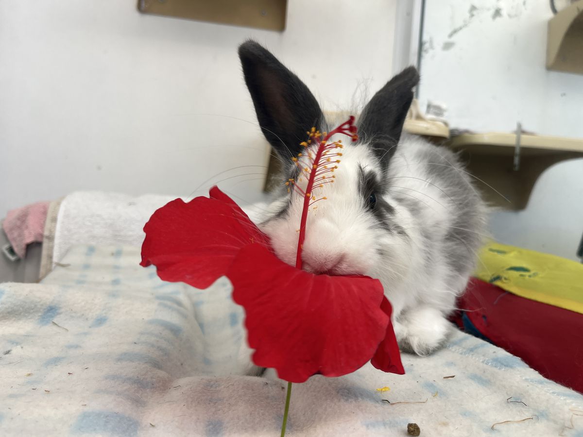 Gallery image: McMuffin