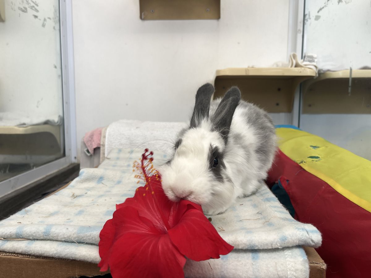 Gallery image: McMuffin