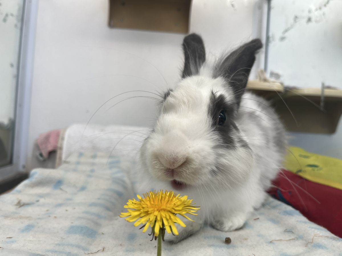 Gallery image: McMuffin