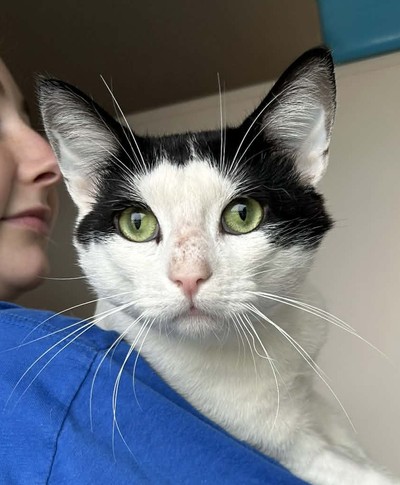 Horse - Domestic Short Hair