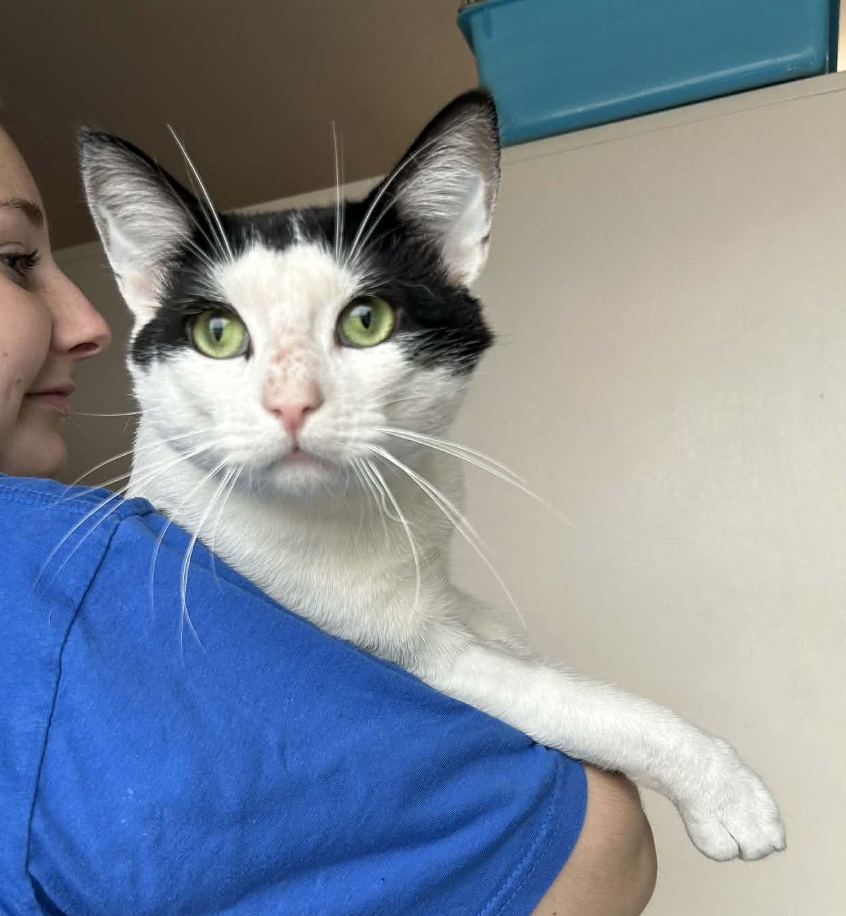 Gallery image: Horse