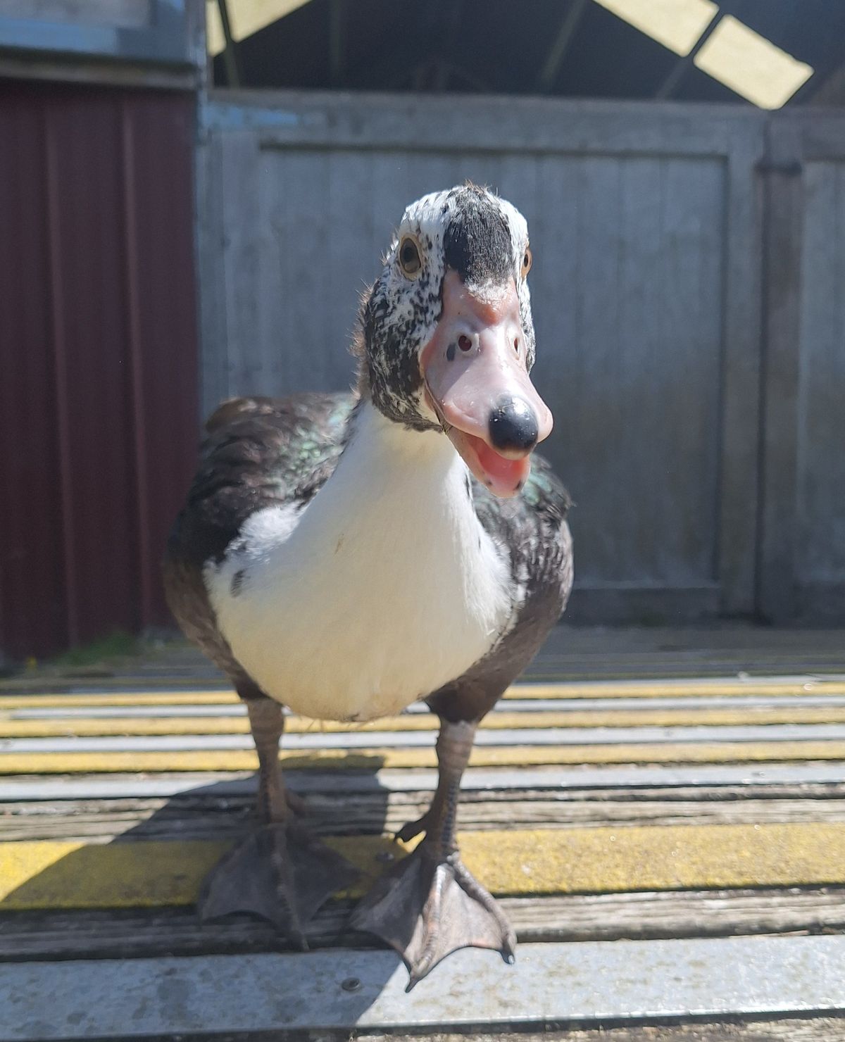 Gallery image: Wiggle Fizz