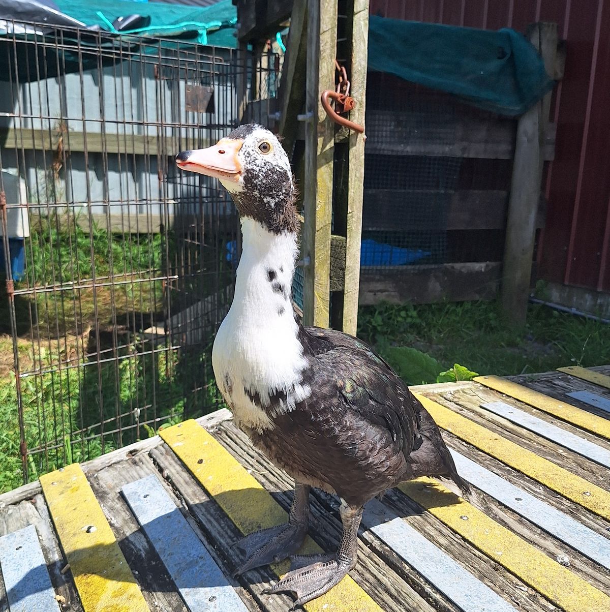 Gallery image: Wiggle Fizz