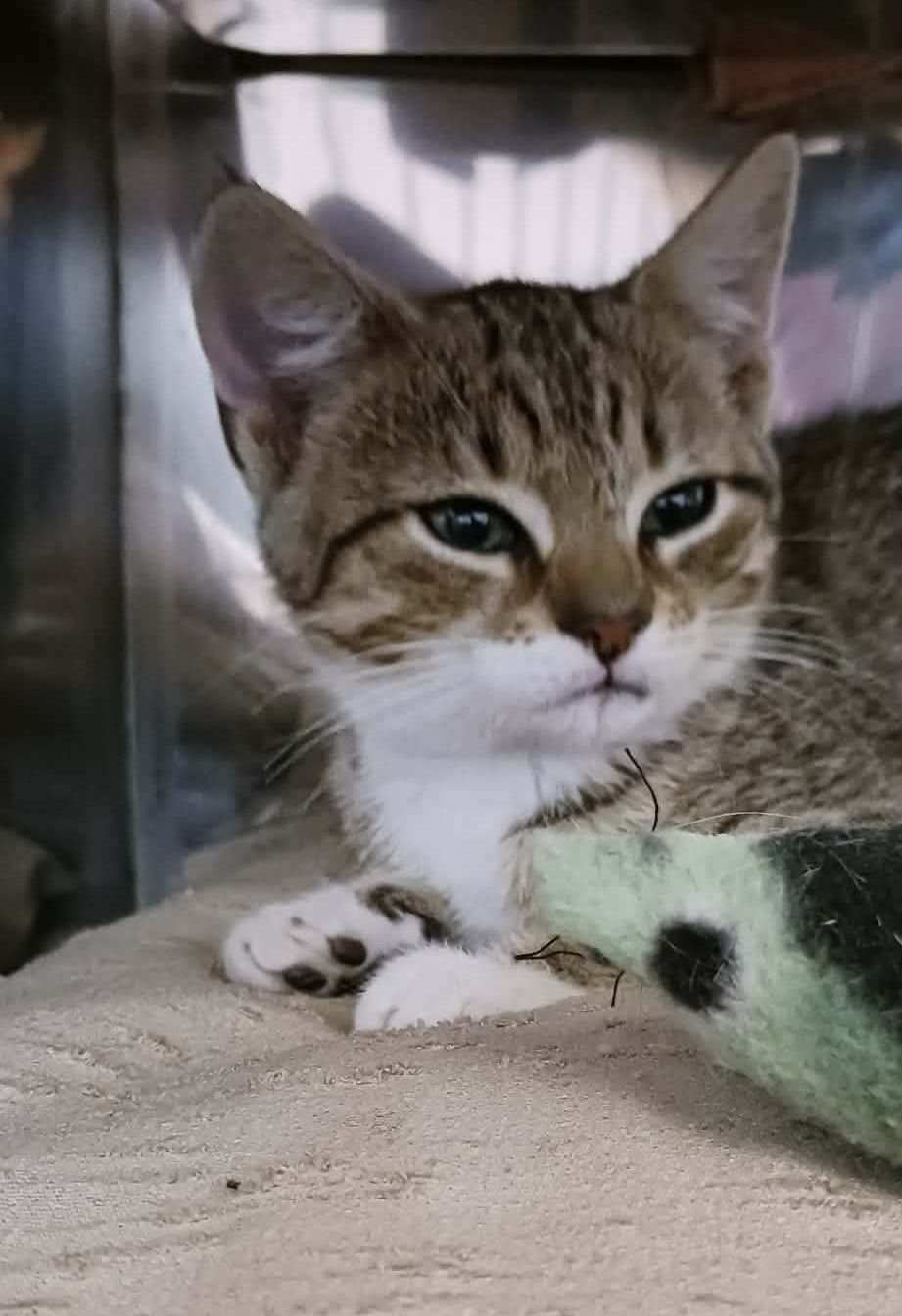 Gallery image: Cupid