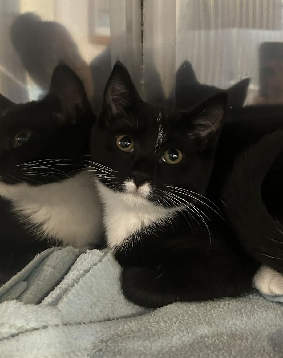 Gallery image: Ember