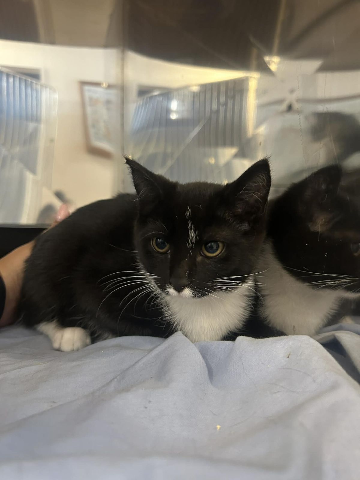 Gallery image: Ember