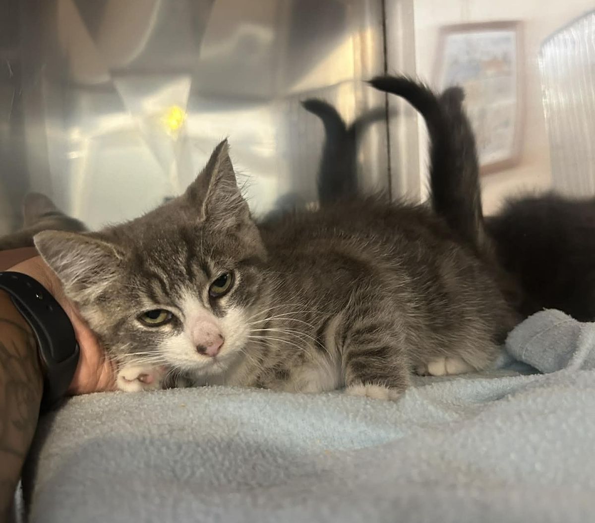 Gallery image: Shuri