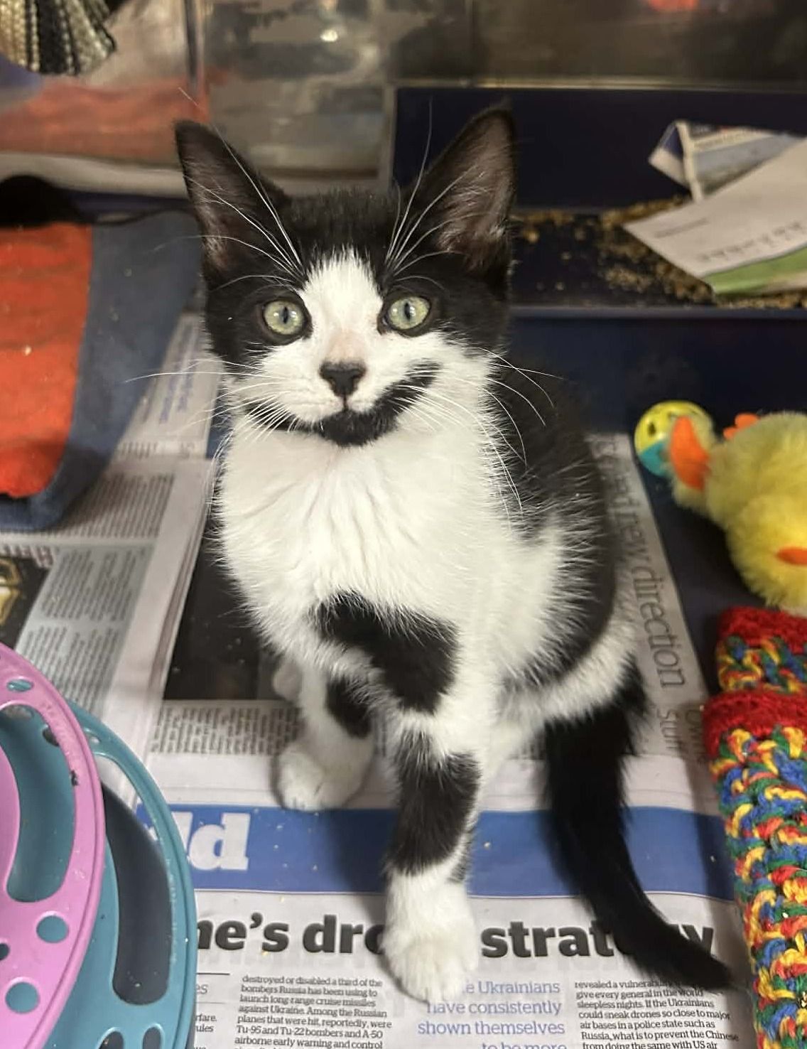 Gallery image: Podge