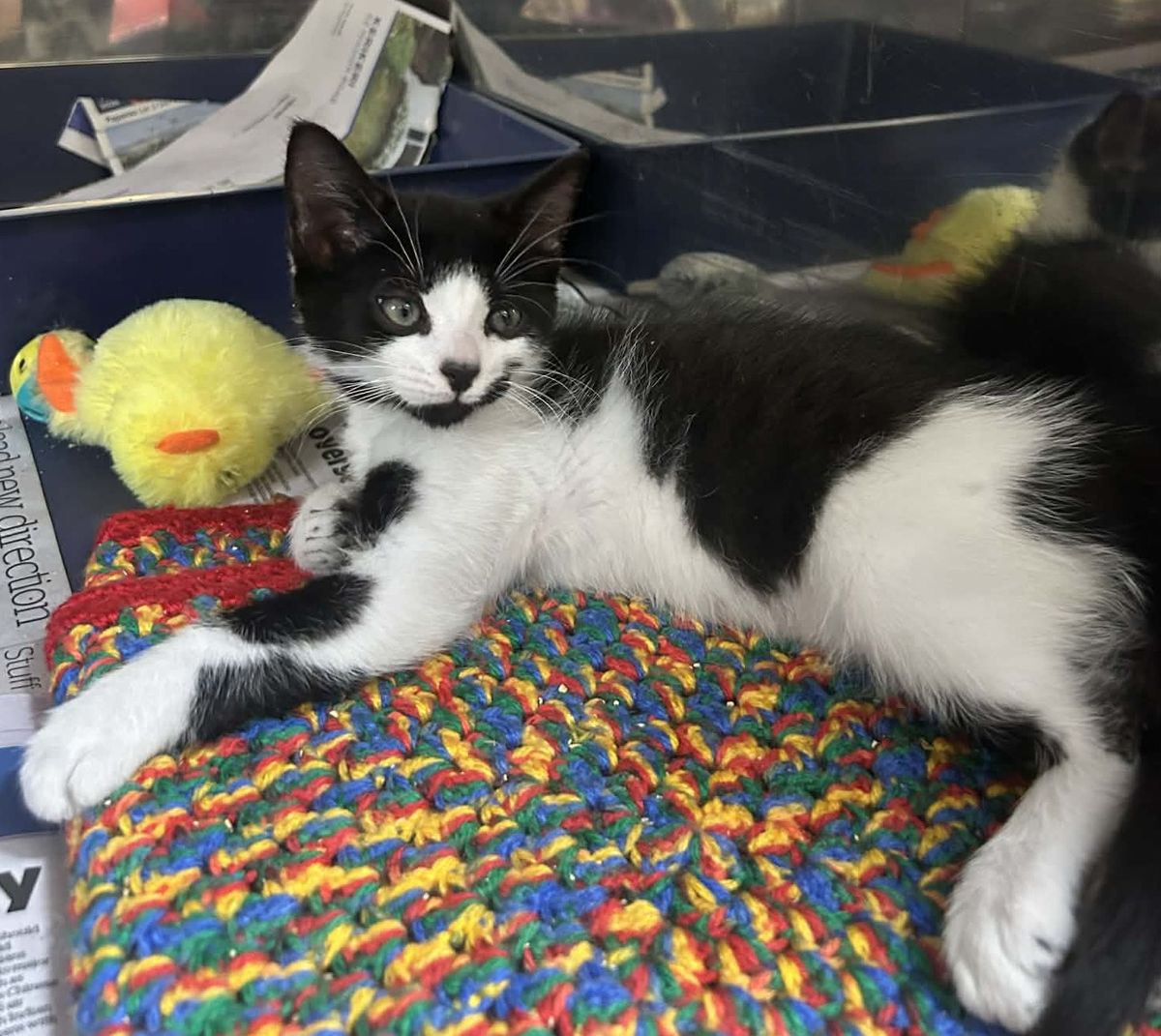 Gallery image: Podge