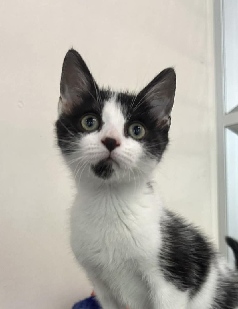 Gallery image: Peggy Sue