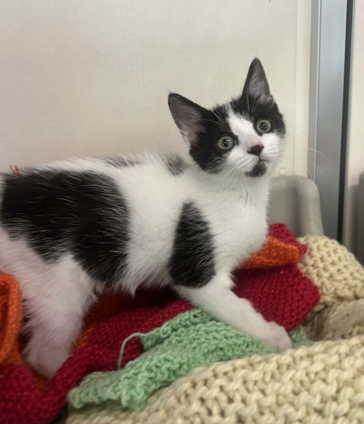 Gallery image: Peggy Sue