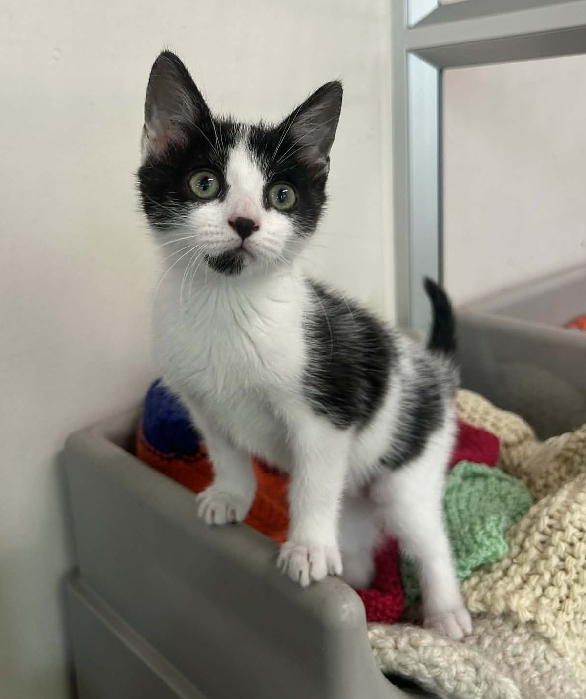 Gallery image: Peggy Sue