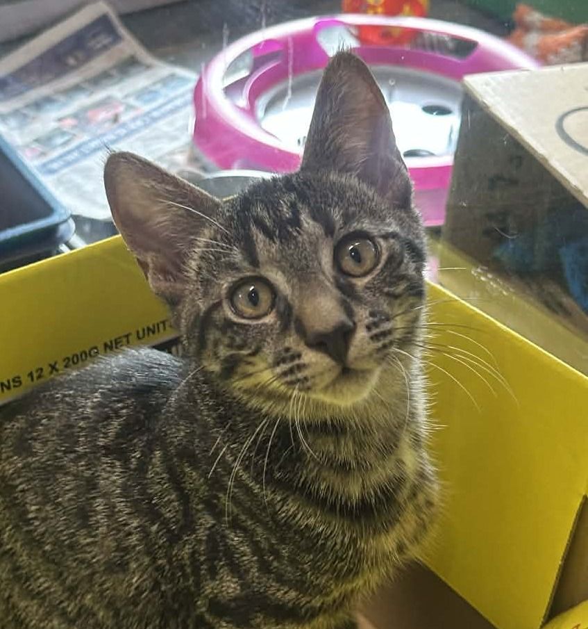 Gallery image: Monty