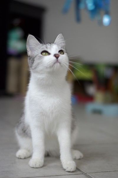 Azula - Domestic Short Hair