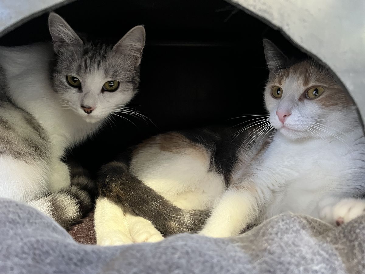 Gallery image: Azula