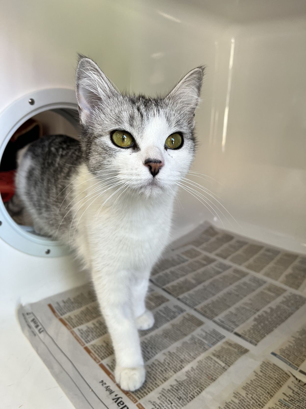 Gallery image: Azula