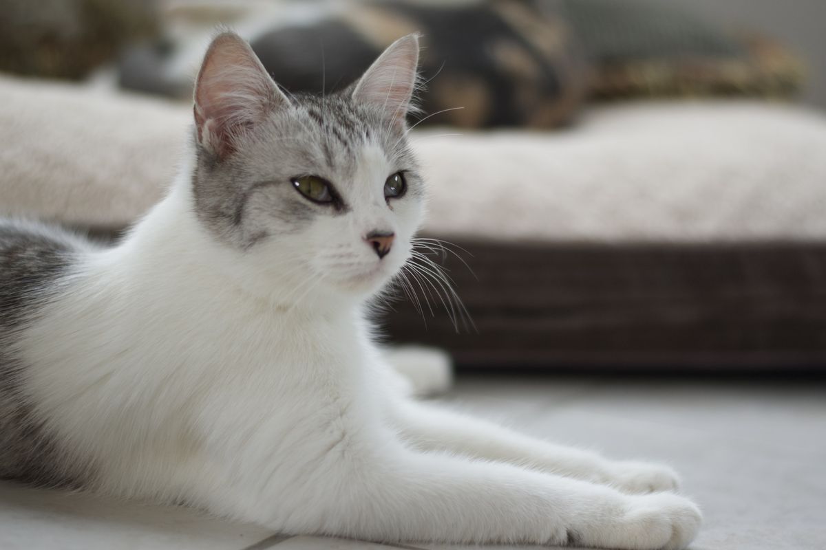 Gallery image: Azula