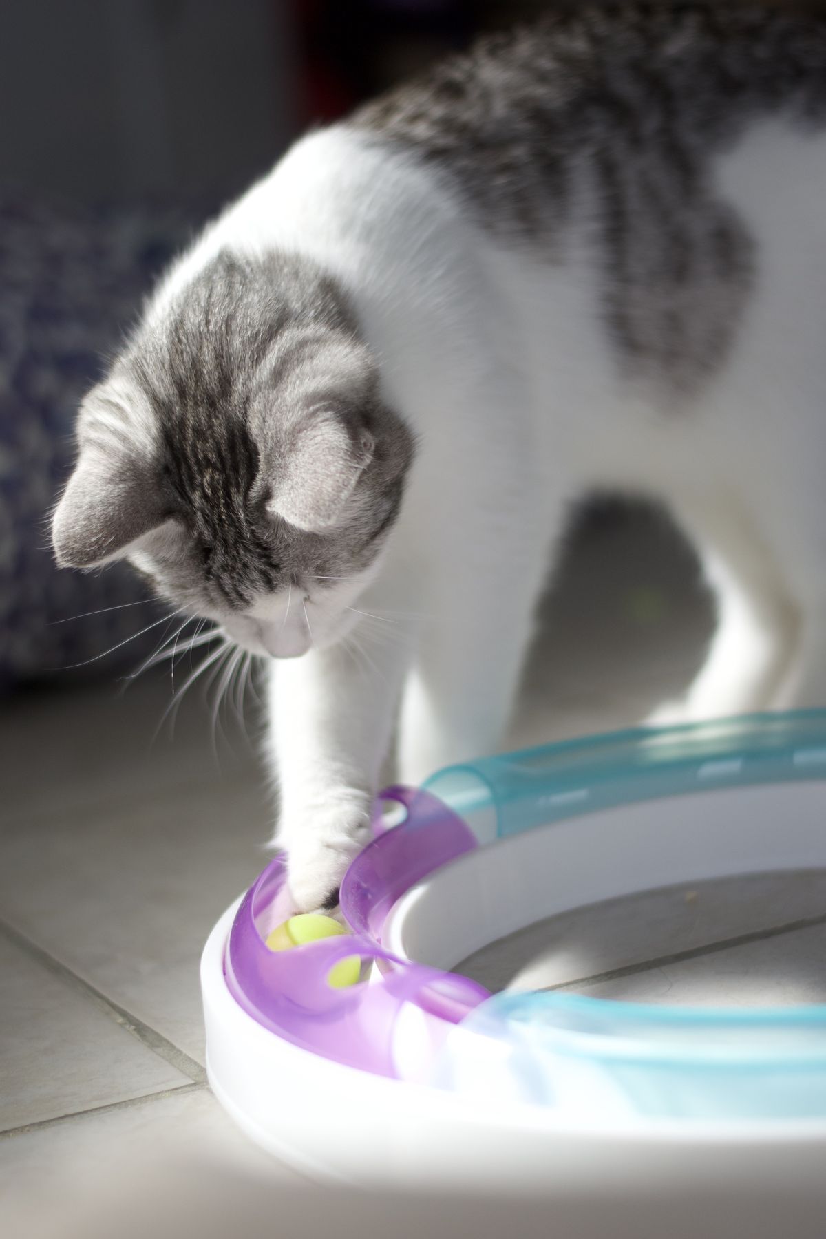 Gallery image: Azula