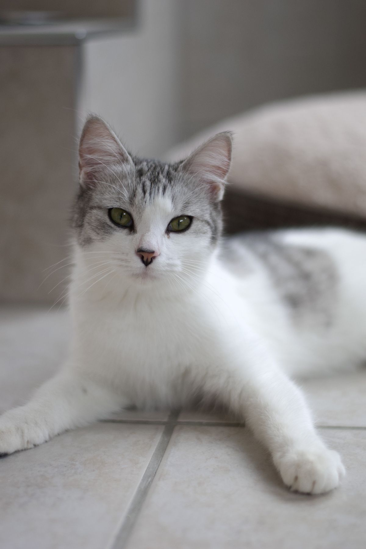 Gallery image: Azula