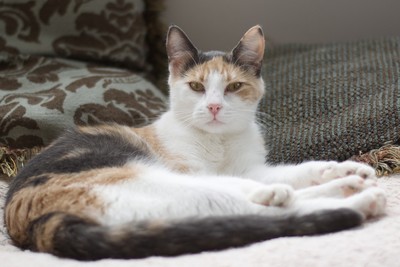 Precious - Domestic Short Hair