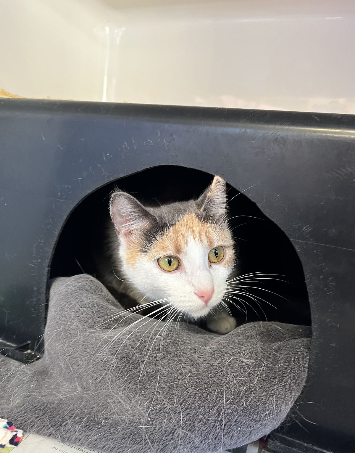 Gallery image: Precious