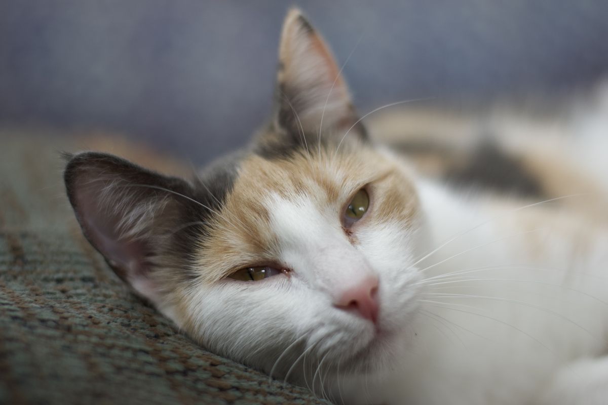 Gallery image: Precious