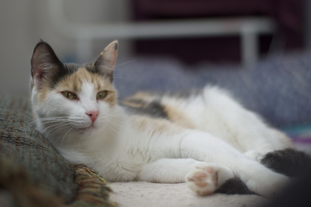 Gallery image: Precious