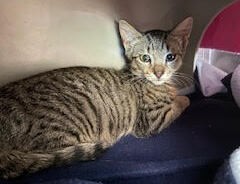 Mouse - Domestic Short Hair