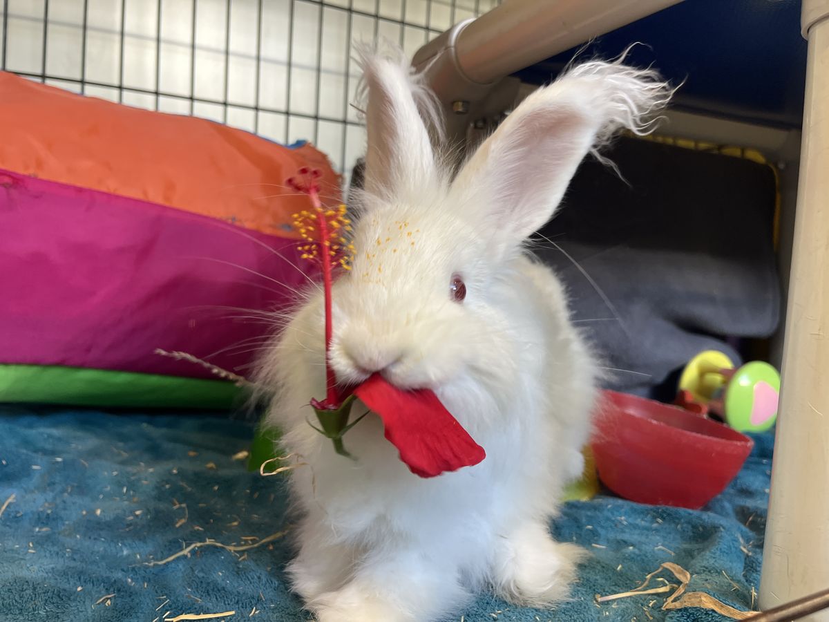 Gallery image: Macaroni