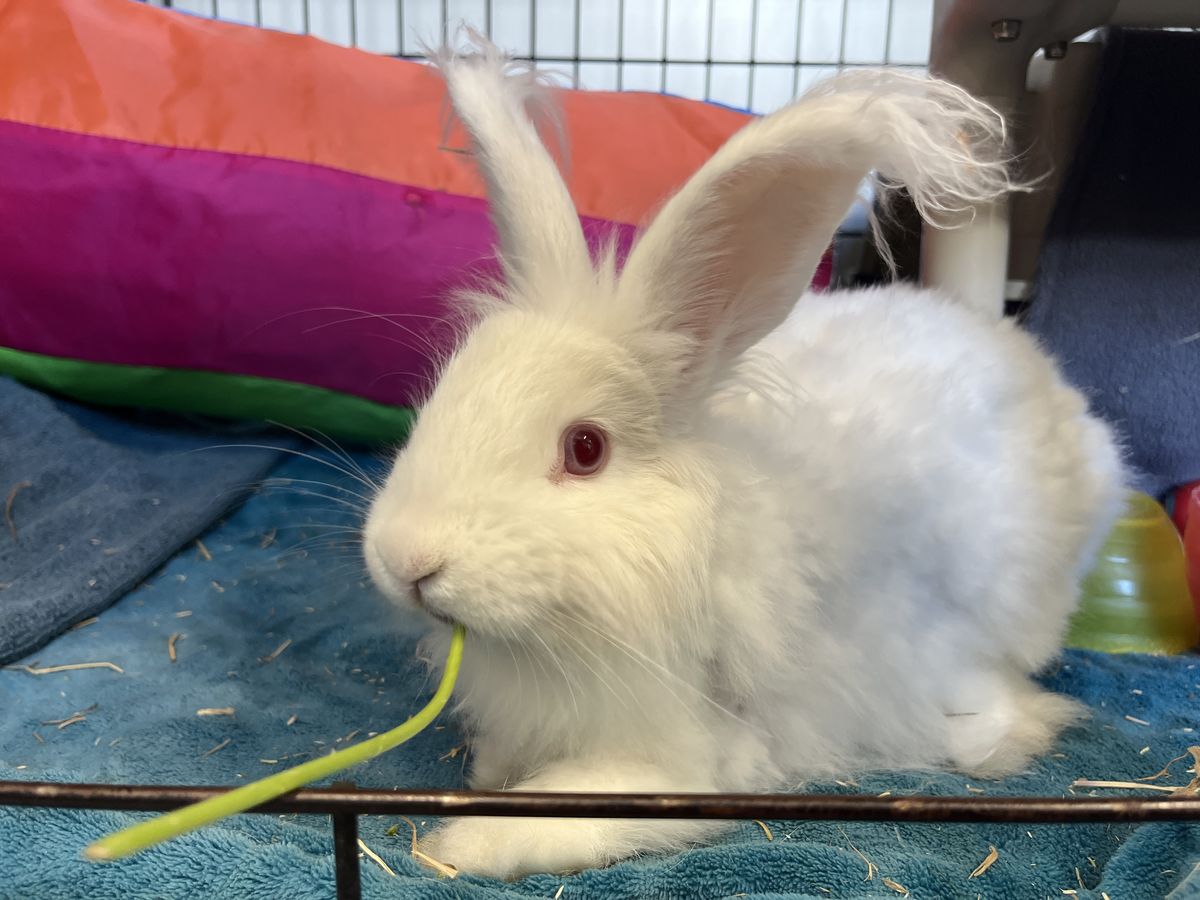 Gallery image: Macaroni