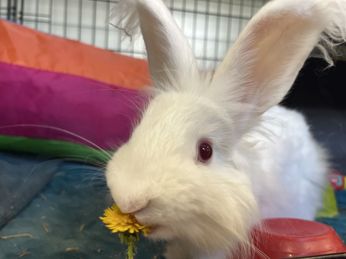 Gallery image: Macaroni