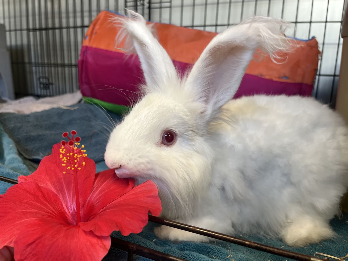 Gallery image: Macaroni