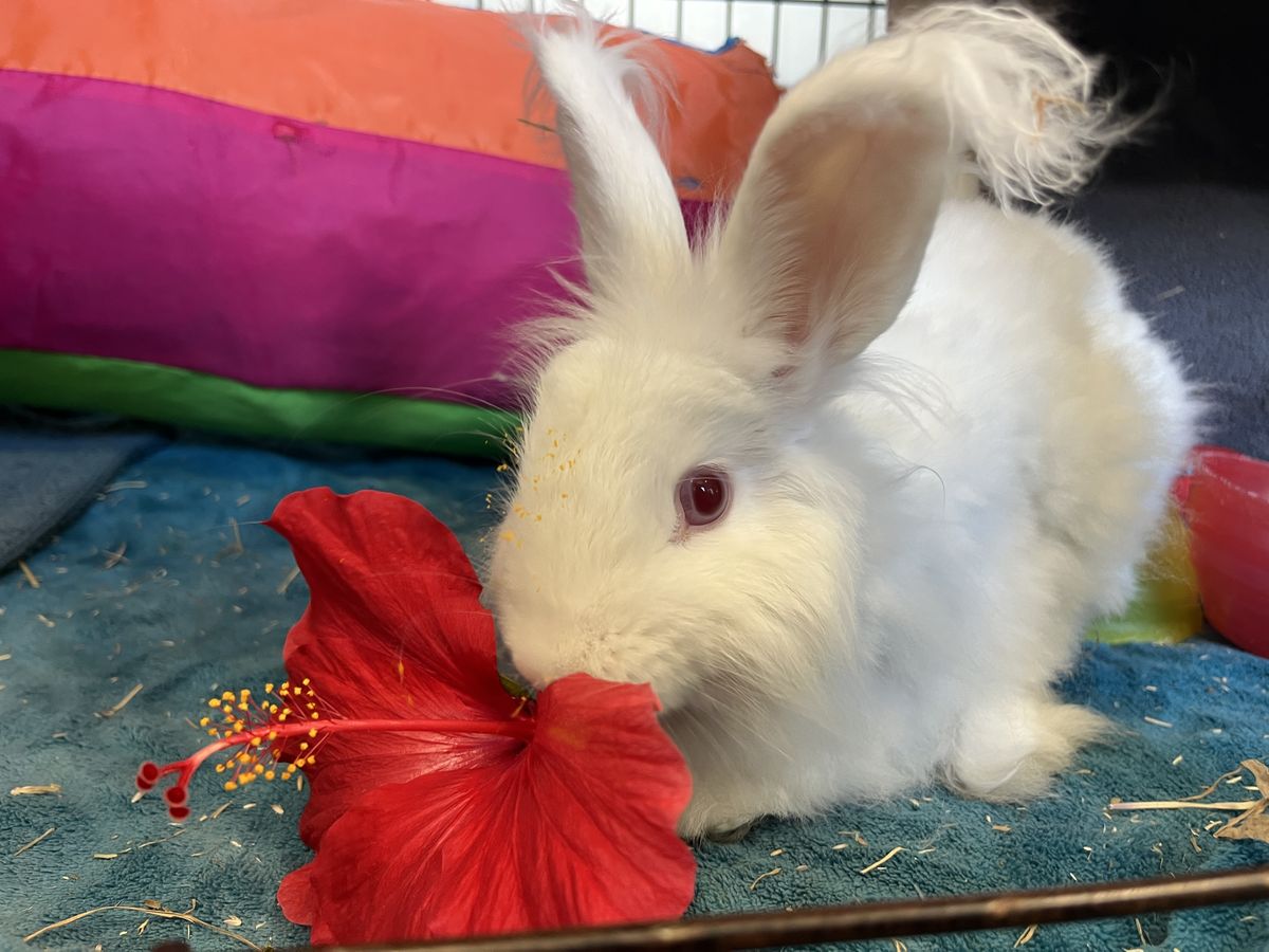 Gallery image: Macaroni