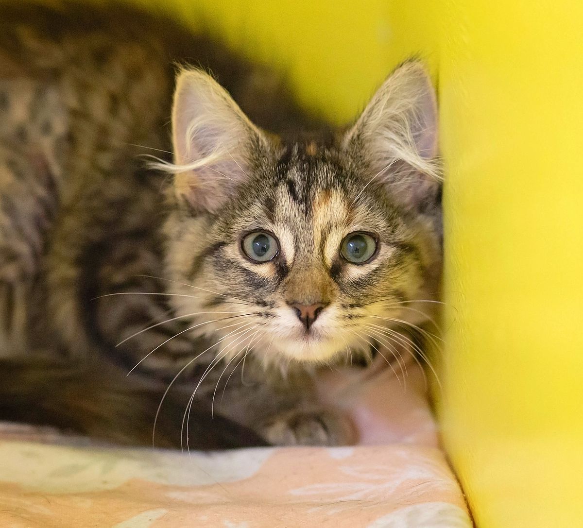 Gallery image: Maude