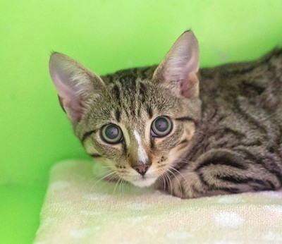 Bandit - Domestic Short Hair