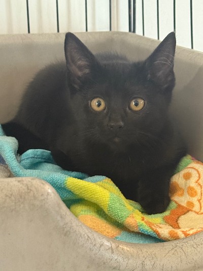 Vendetta - Domestic Short Hair