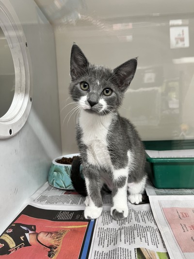 Misty - Domestic Short Hair