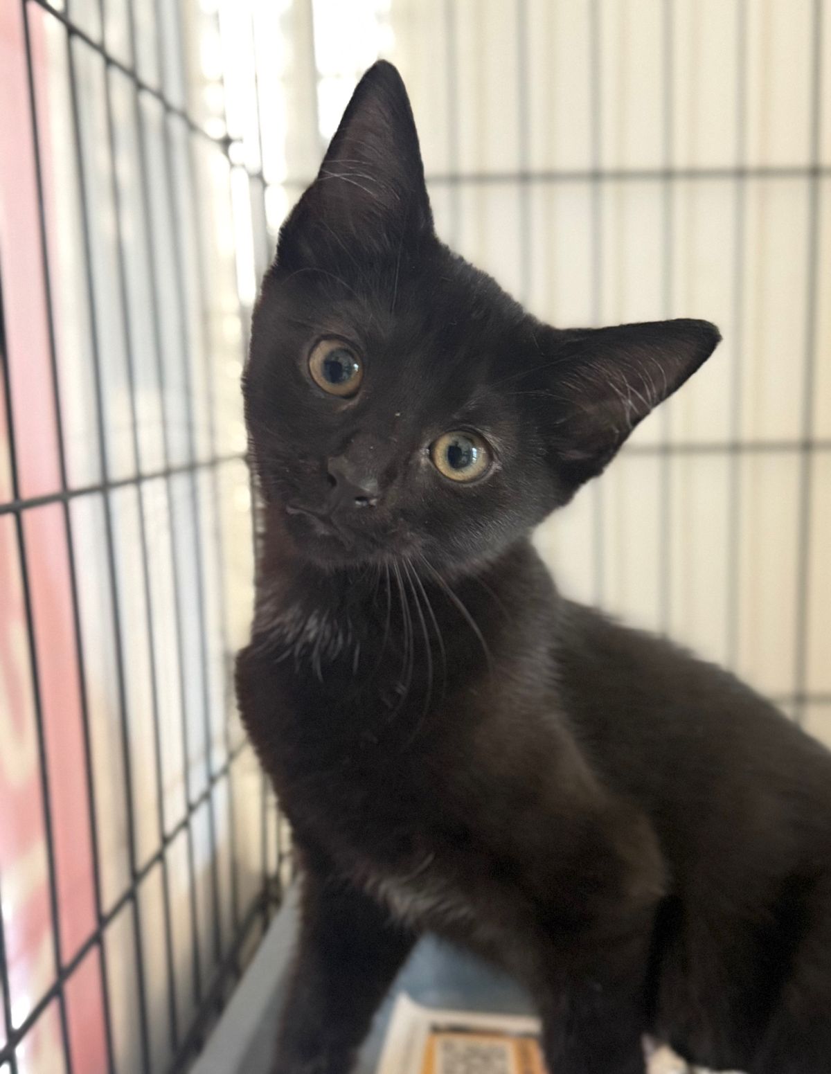 Gallery image: Rancor