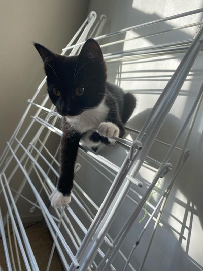 Louise - Domestic Short Hair