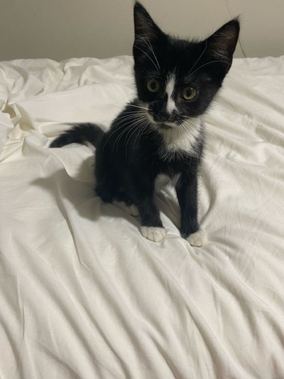 Oreo - Domestic Short Hair