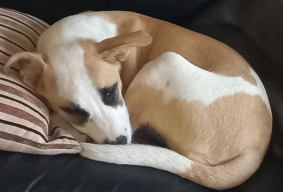 Gallery image: Sandy 