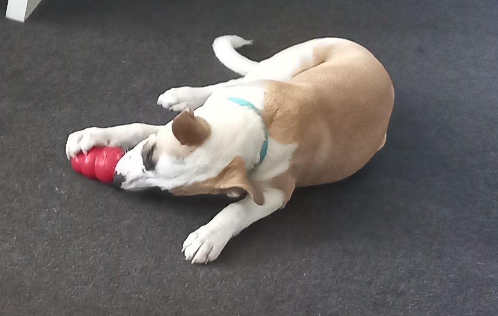 Gallery image: Sandy 