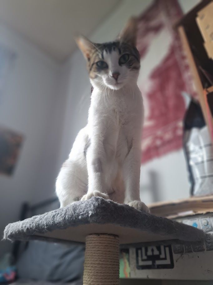 Gallery image: Sushi