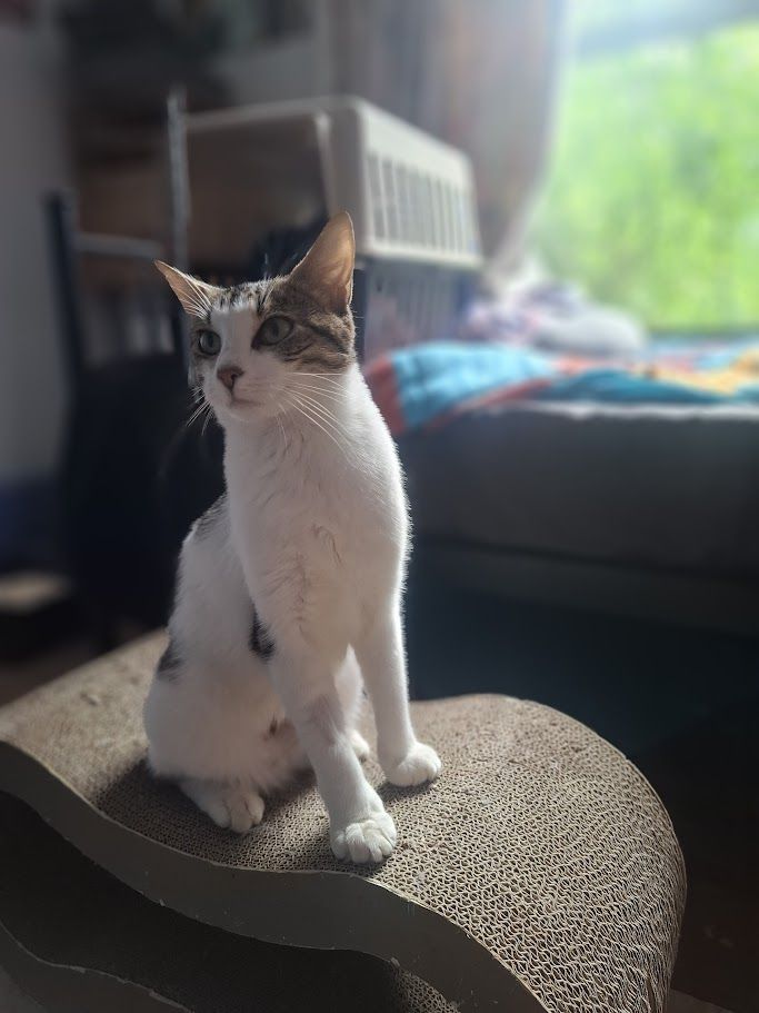 Gallery image: Sushi