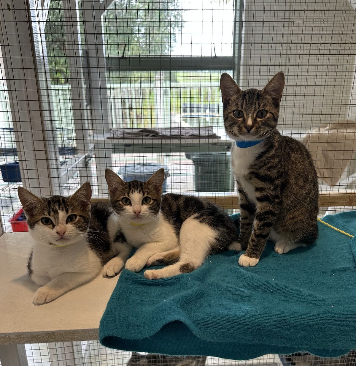 Gallery image: Lavender