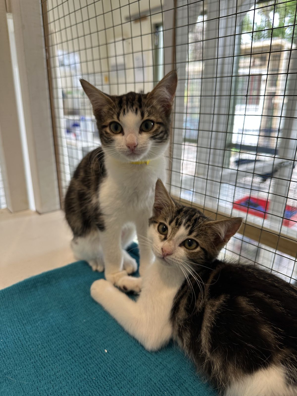 Gallery image: Lavender