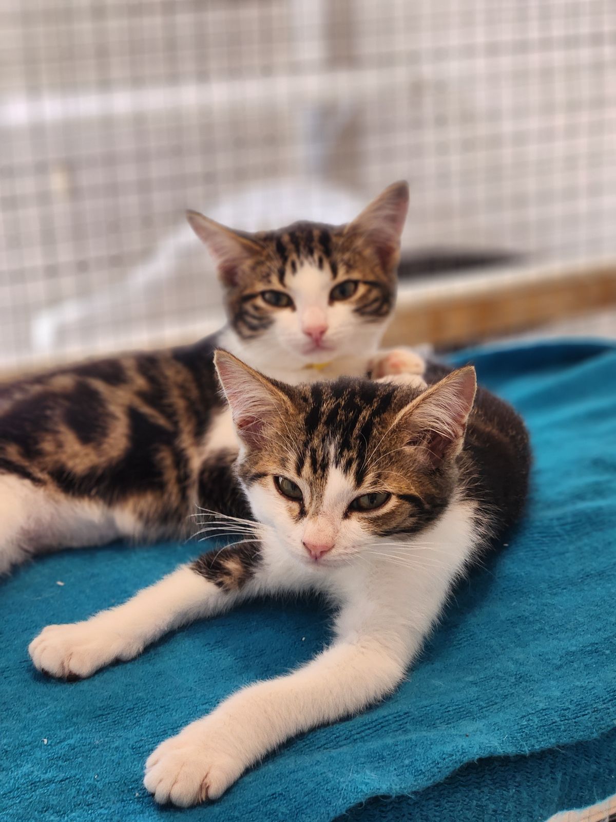 Gallery image: Lavender